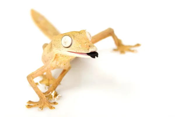 Облицьована Gecko лист хвіст — стокове фото