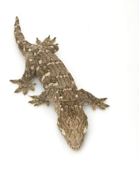 Novo gigante caledoniano gecko — Fotografia de Stock