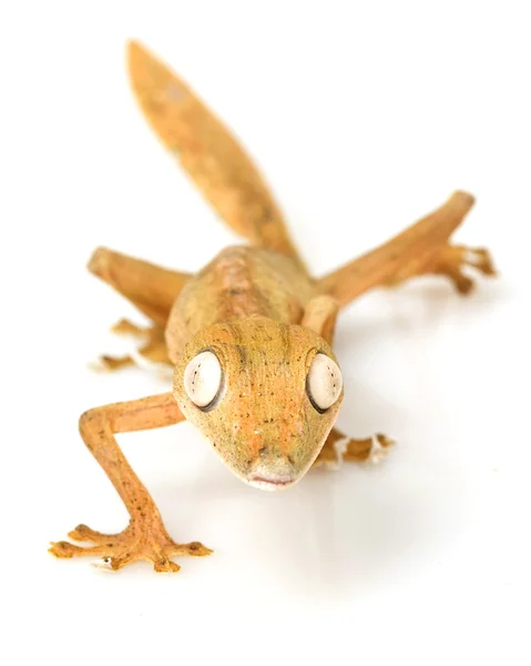 Lined Leaf-tail Gecko — Stock Photo, Image