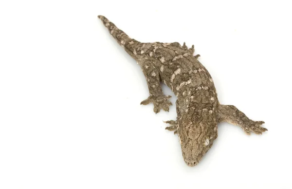 Novo gigante caledoniano gecko — Fotografia de Stock