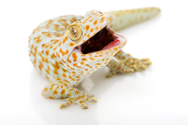Tokay gecko — Photo