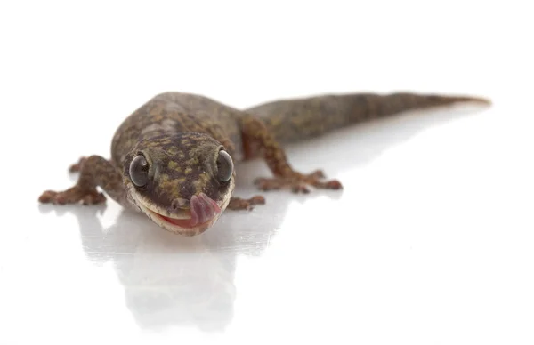 Sametová gecko — Stock fotografie