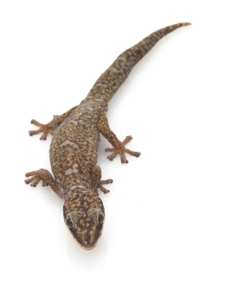 Sammet gecko — Stockfoto