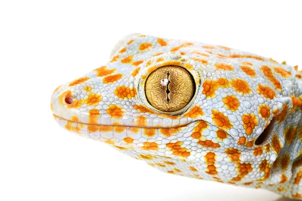 Tokay gecko — Zdjęcie stockowe