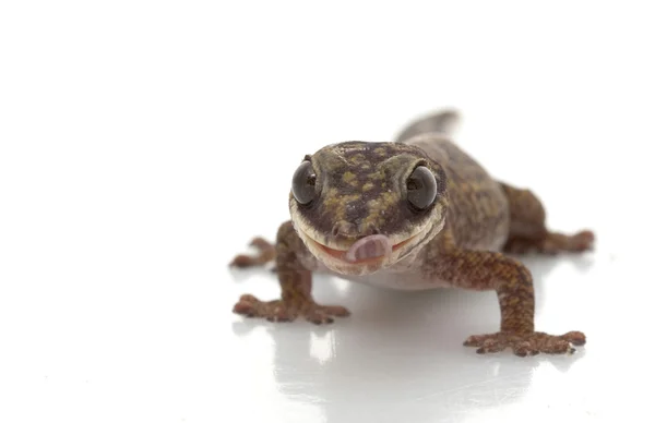 Velours Gecko — Photo