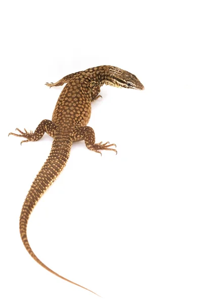 Ackie Monitor Lagarto — Foto de Stock