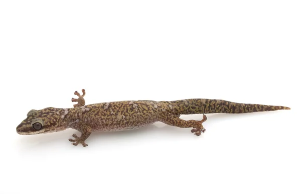 Sametová gecko — Stock fotografie