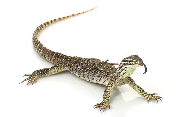 Argus Monitor Lagarto — Foto de Stock