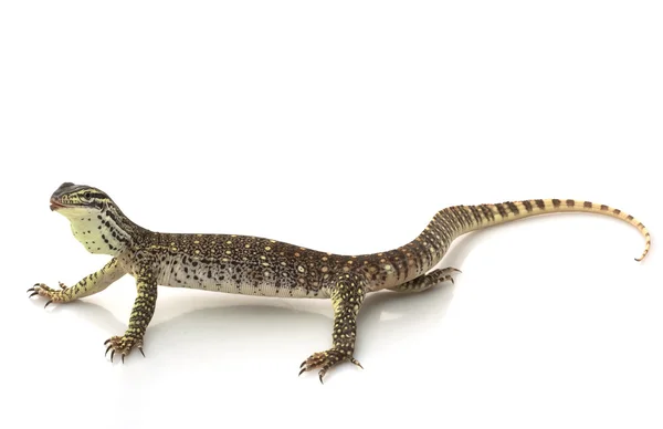 Argus Monitor Lizard — Stock Photo, Image