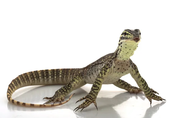 Argus Monitor Lizard — Stock Photo, Image