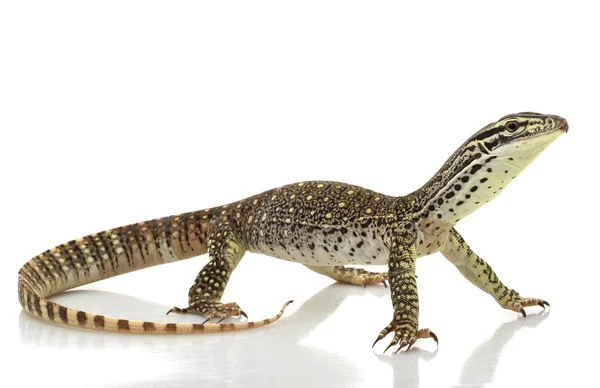 Argus Monitor Lizard — Stock Photo, Image