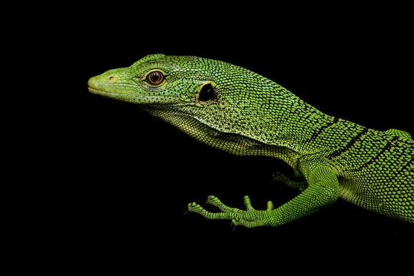 Lagarto de monitor de árbol verde —  Fotos de Stock