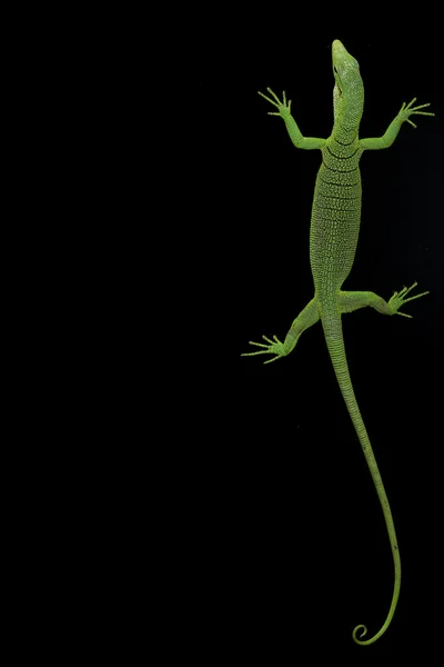 Lagarto de monitor de árbol verde — Foto de Stock