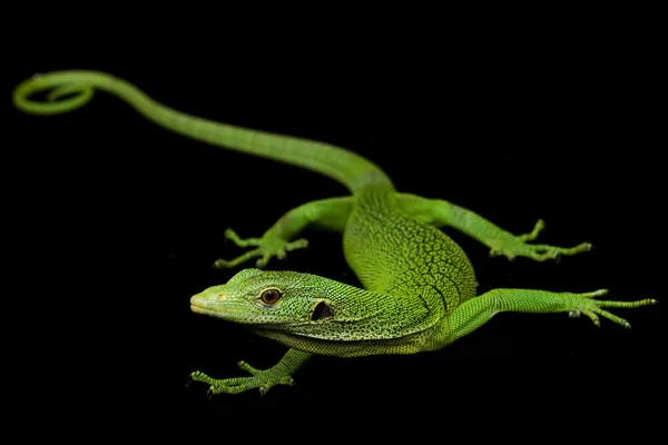 Lézard moniteur d'arbre vert — Photo