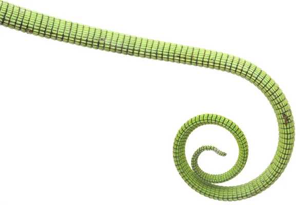 Schwanz der grünen Baumwarane — Stockfoto