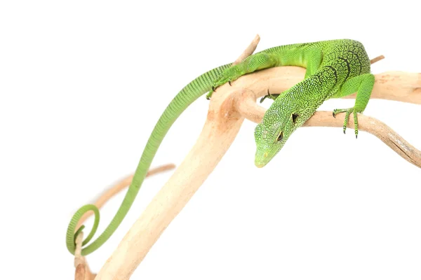 Lagarto de monitor de árbol verde — Foto de Stock