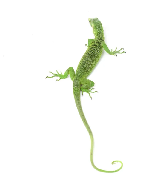 Zelený strom monitor ještěrka — Stock fotografie