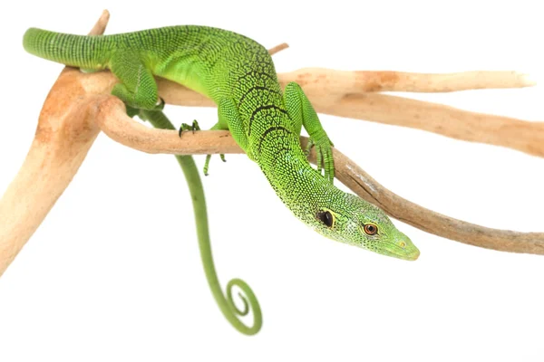 Lagarto de monitor de árbol verde — Foto de Stock