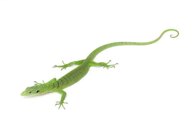 Lagarto de monitor de árbol verde —  Fotos de Stock