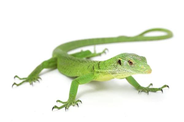Green Tree Monitor Lizard — Stock Photo, Image