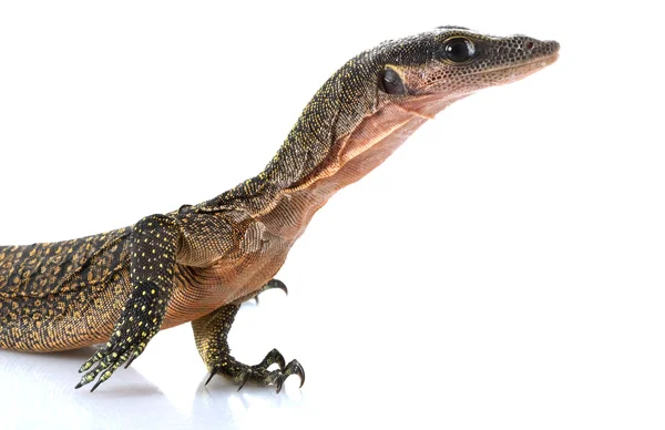 Peach Throat Monitor Lizard — Stock Photo, Image