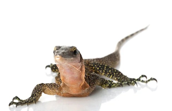 Peach Throat Monitor Lizard — Stock Photo, Image