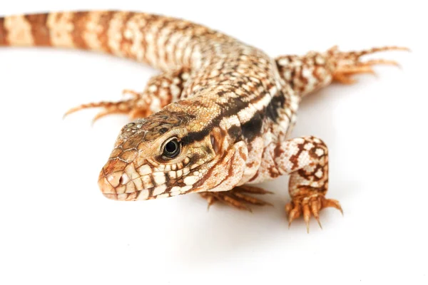 Roter tegu — Stockfoto