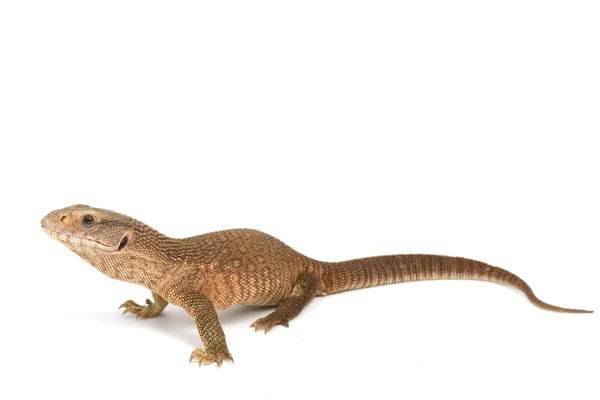 Savannah Monitor Lucertola — Foto Stock