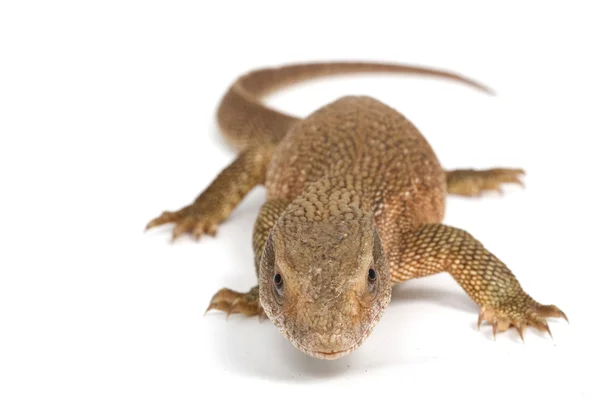 Savannah Monitor Lagarto — Foto de Stock