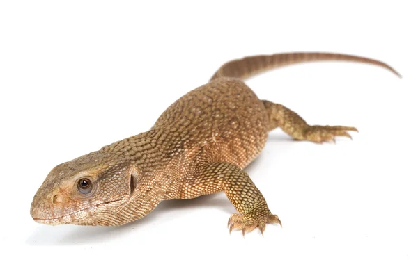 Savannah Monitor Lizard — Stock Photo, Image