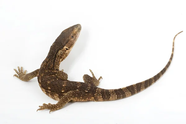 White-throated Monitor Lizard — Stock Photo, Image