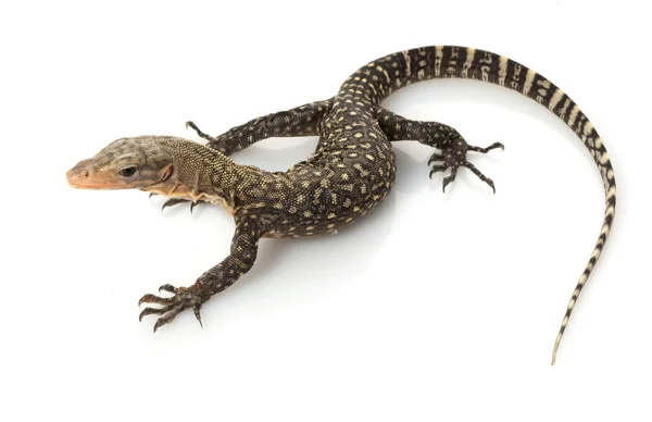 Lagarto monitor amarillo — Foto de Stock