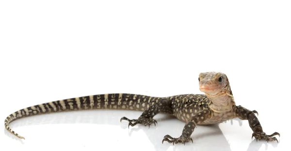 Lagarto monitor amarillo — Foto de Stock