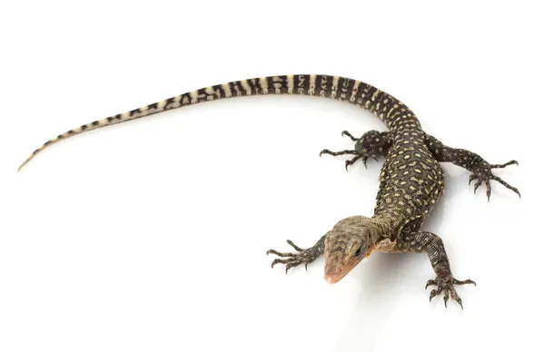 Yellow Monitor Lizard — Stock Photo, Image