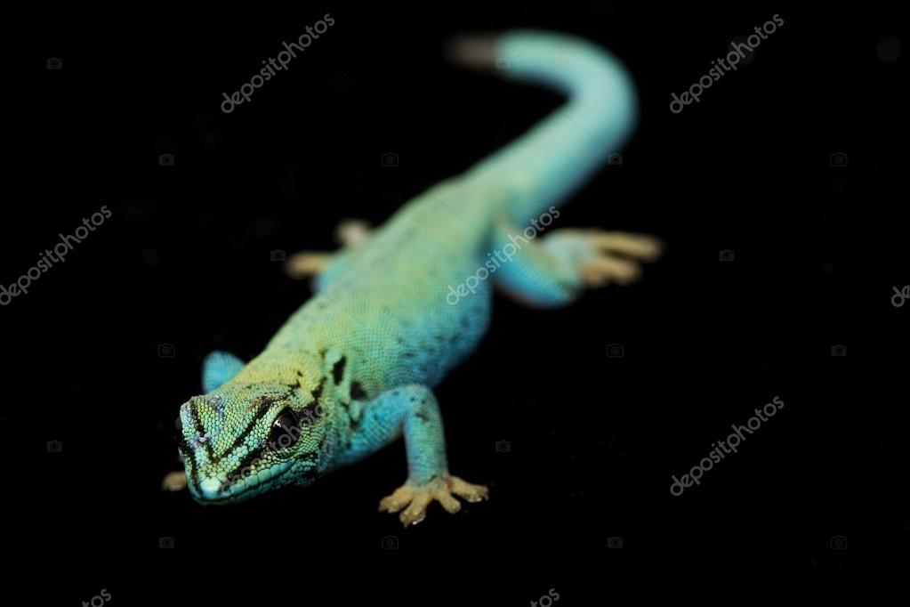 Electric Blue Day Gecko