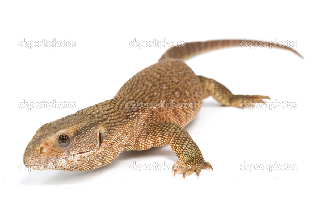 Savannah Monitor Lizard