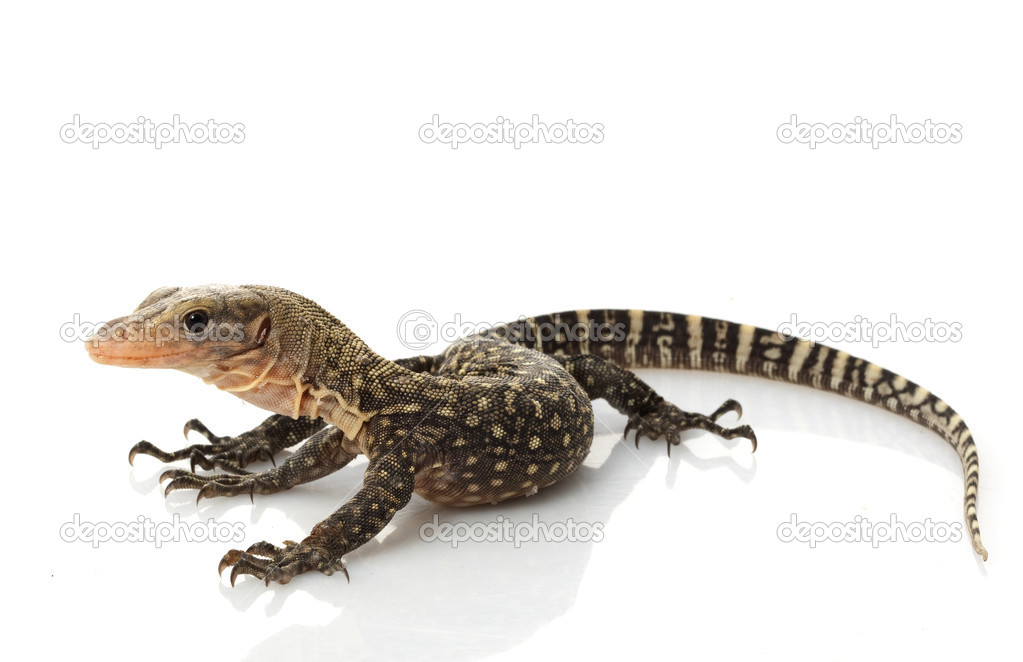 Yellow Monitor Lizard — Stock Photo © fivespots 25799243
