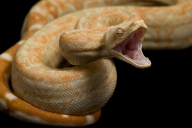 keskin albino Arjantinli boa