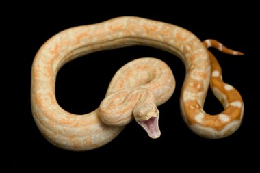 keskin albino Arjantinli boa