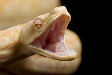 keskin albino Arjantinli boa