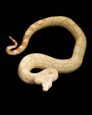 keskin albino Arjantinli boa