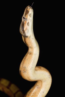 kiraz somon kırmızı kuyruklu boa