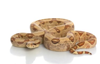 hipo Orta Amerika boa