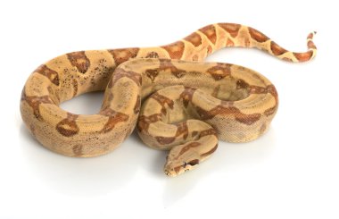 hipo Orta Amerika boa