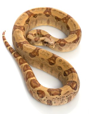 hipo Orta Amerika boa