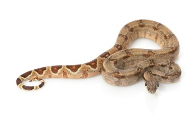 hipo Kolomb kırmızı kuyruklu boa