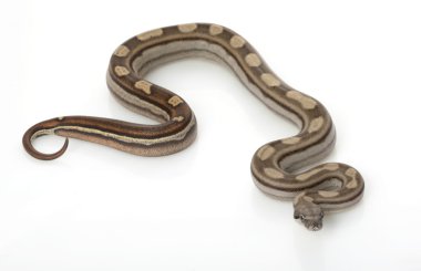 rengarenk Kolomb boa