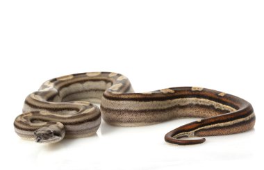 rengarenk Kolomb boa