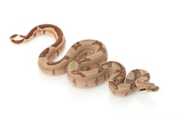 Somon orman kırmızı kuyruklu Kolomb boa