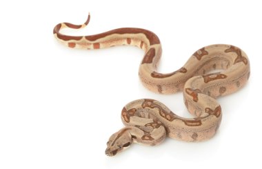 Somon orman kırmızı kuyruklu Kolomb boa